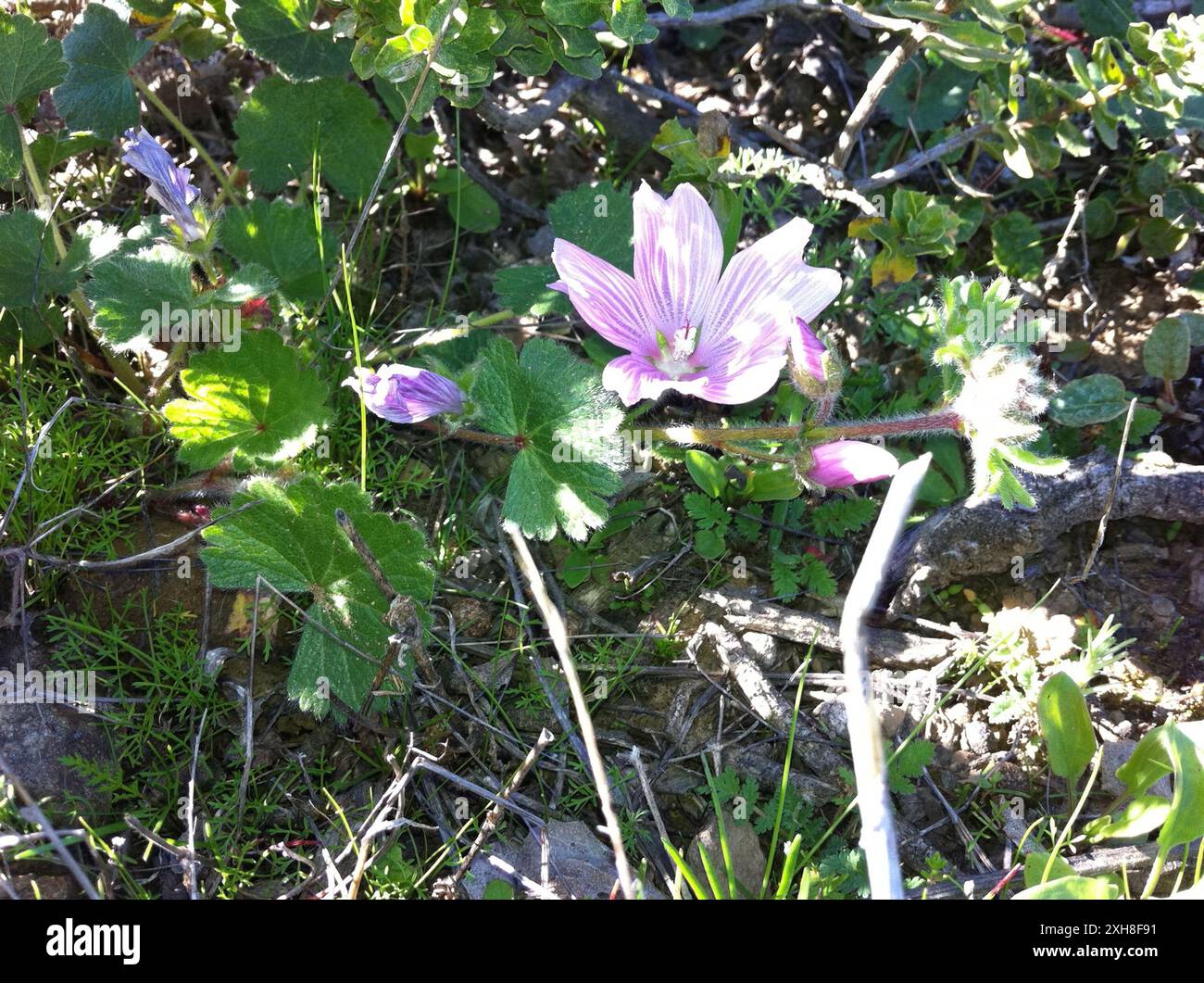 Schachblüte (Sidalcea malviflora), San Bruno Mountain Stockfoto