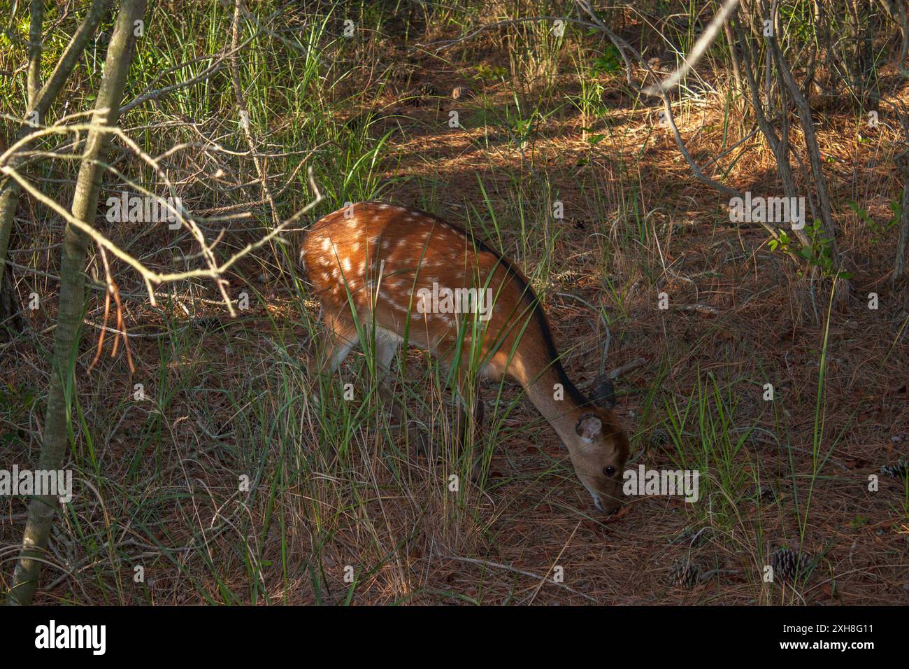 Sika Deer (Cervus nippon) Insel assateague Stockfoto