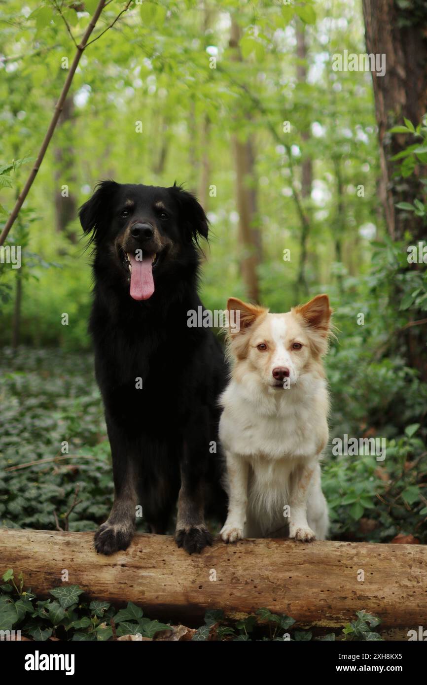 Porträt eines großen schwarzen Hundes und eines kleineren leichten Hundes im Wald. Sie bleiben auf dem Zweig zusammen. Stockfoto