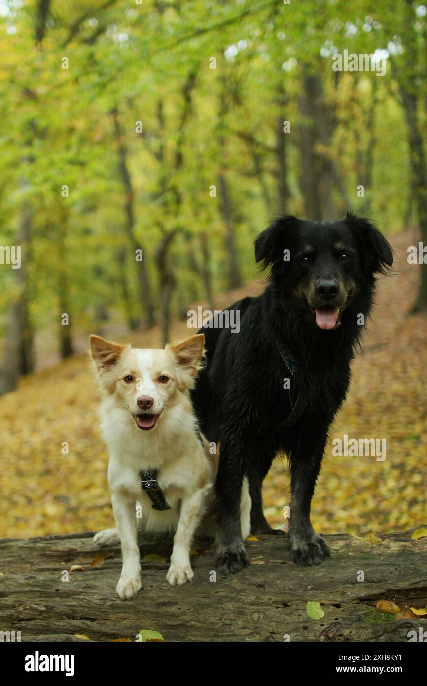 Porträt eines großen schwarzen Hundes und eines kleineren leichten Hundes im Wald. Sie sind so lustig. Stockfoto