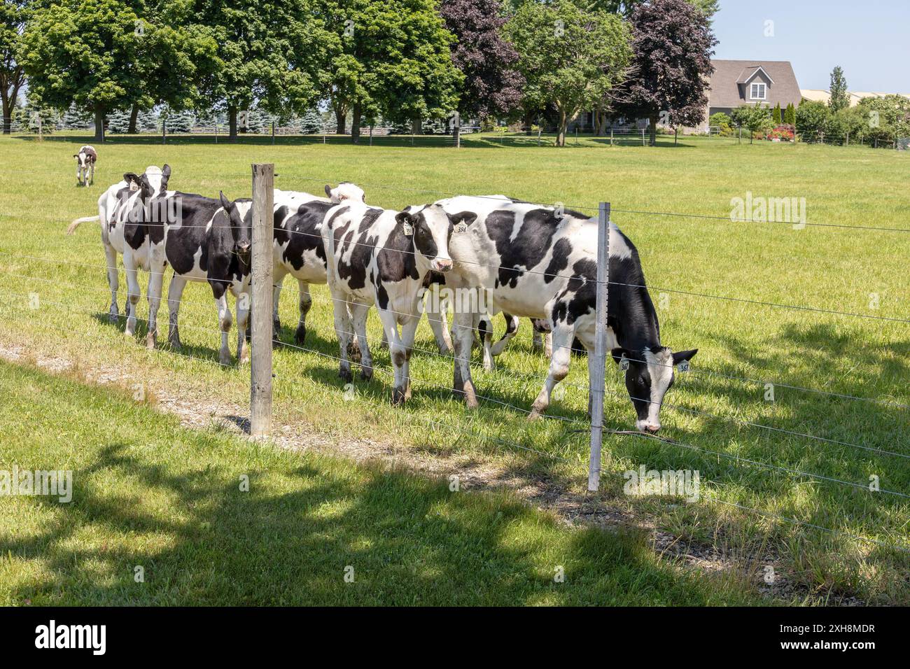 Holstein-Friesian Ochsen Junge männliche Kühe, die auf Gras fressen, in Einem Bauernhof Paddock, Ontario, Kanada Stockfoto