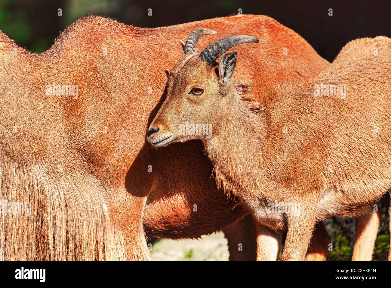 Ziegenbabys stehen in der Nähe der ausgewachsenen Ziege. Süße Ziege, die sich an ihre Mutter schmiegt Stockfoto