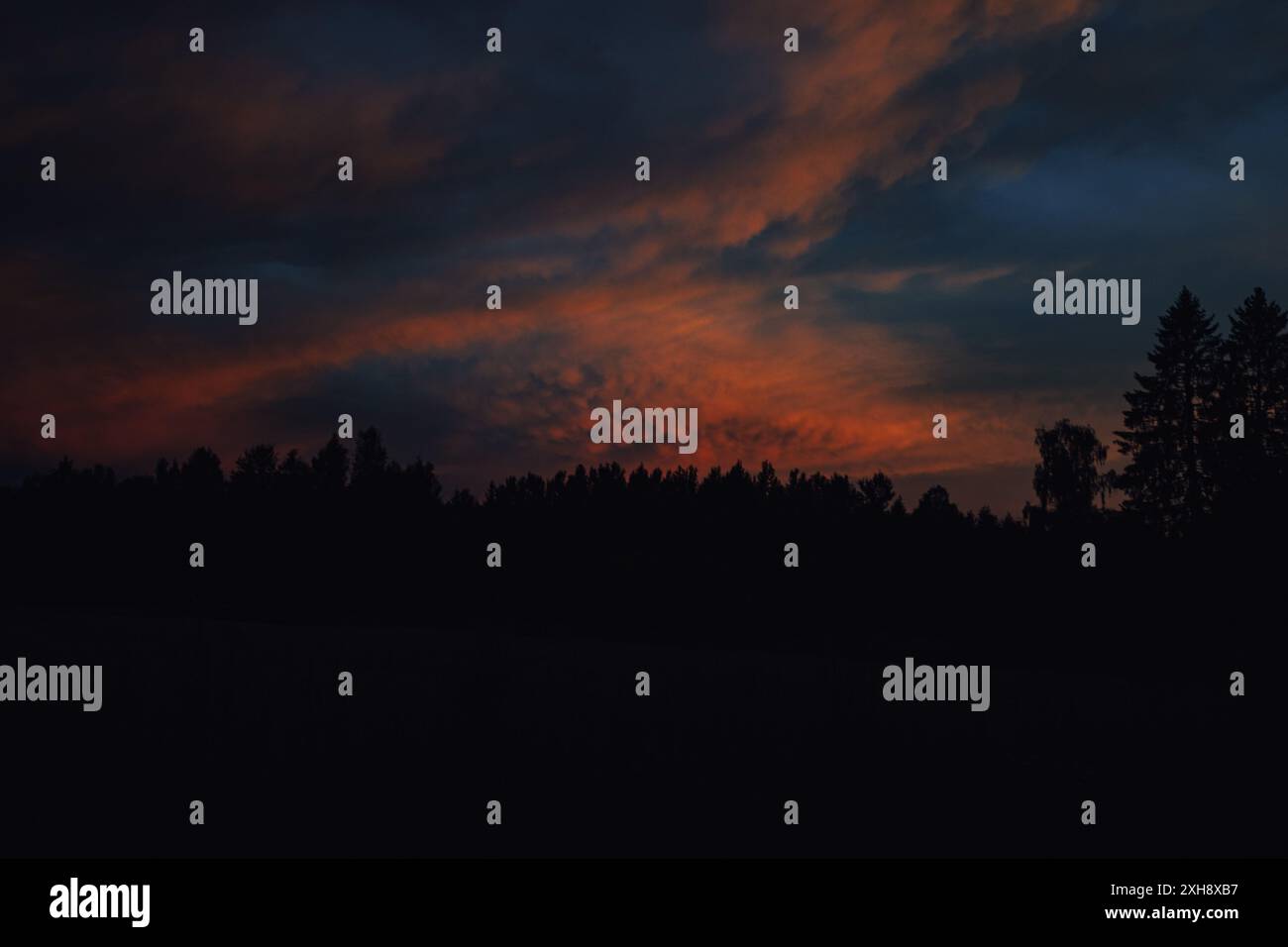 Eine wunderschöne Aussicht auf die Natur, eine Kiefer mitten im Feld macht die Aussicht unglaublich charmant. Die Schönheit der Natur, der Sommerblick, alles Stockfoto