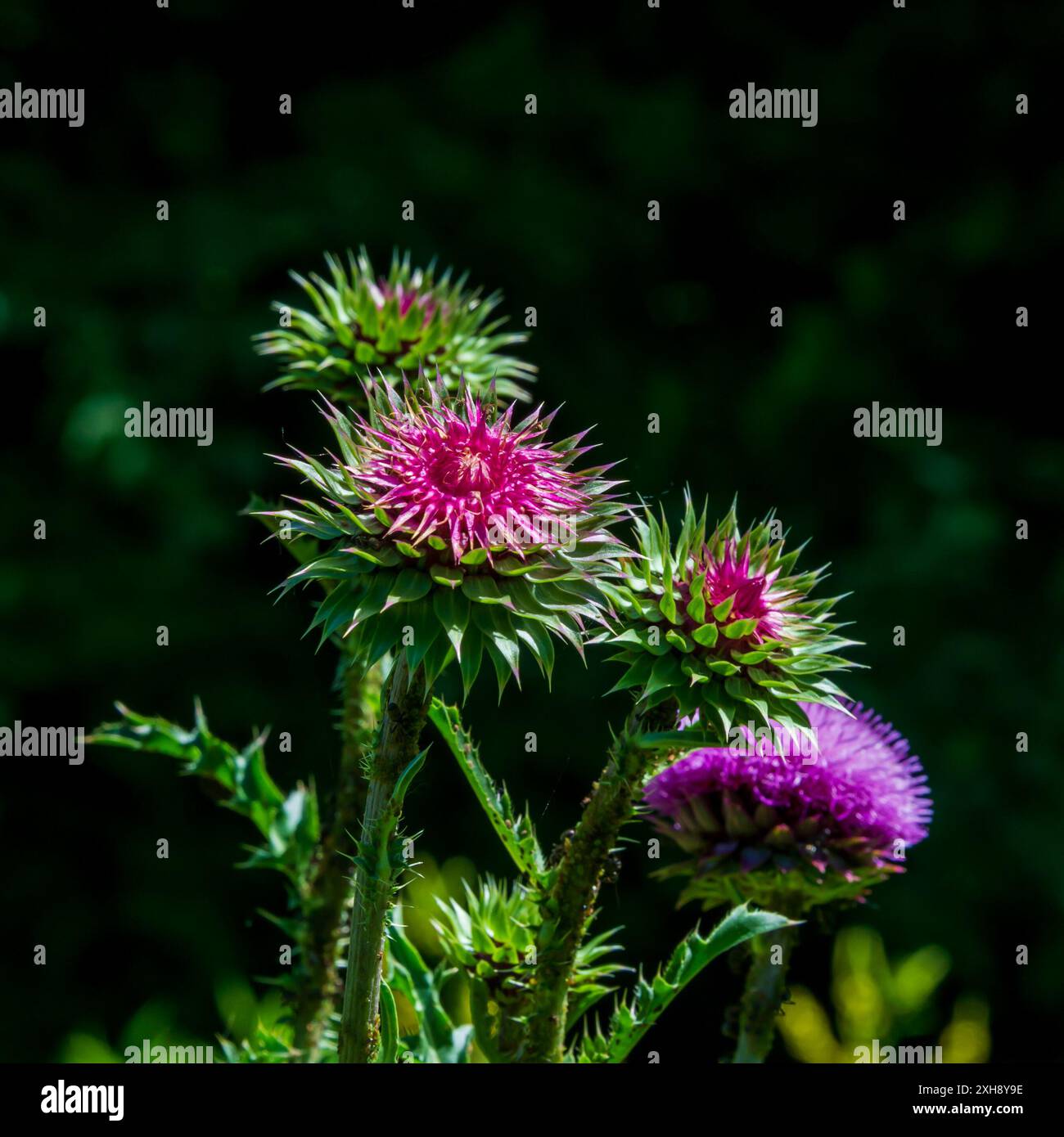 Sonnenlicht und Schatten heben die Distelblüte hervor. Stockfoto