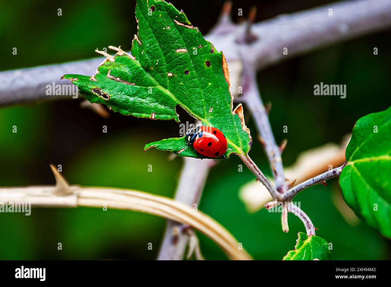 Ein süßer Marienkäfer sucht eine Pflanze auf der Suche nach Nahrung Stockfoto