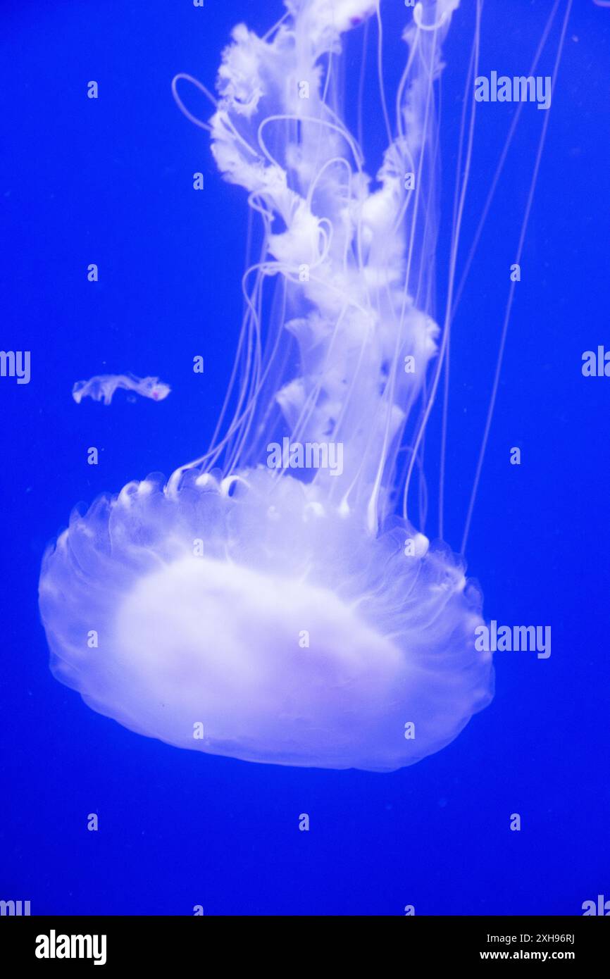 Quallen schwimmen im Meer Stockfoto