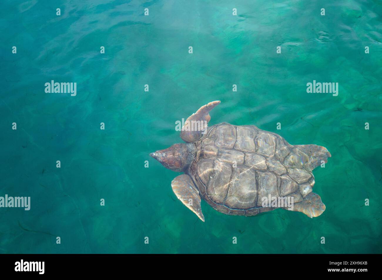 Meer ​​turtle Schwimmen unter Wasser Stockfoto