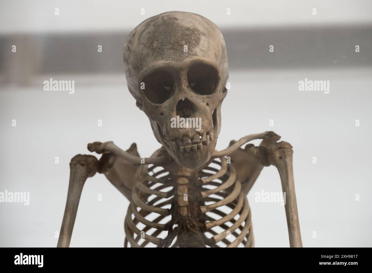 Ein kindliches Chimpansenskelett im Grant Museum of Zoology in London Stockfoto