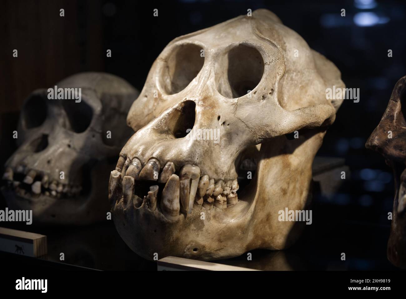 Ein Orang-Utan-Schädel im Grant Museum of Zoology in London Stockfoto