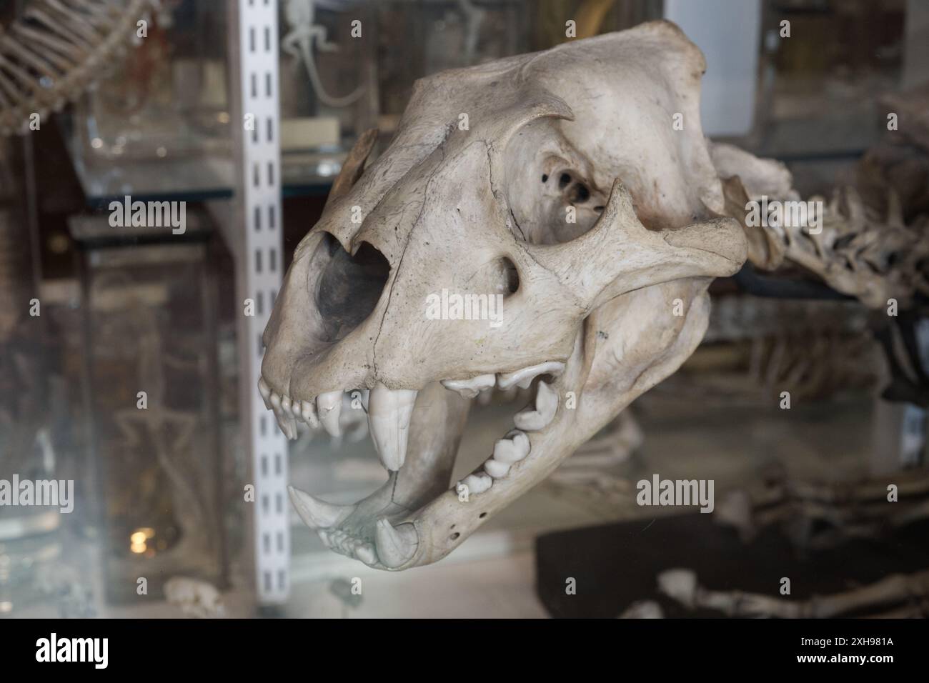 Ein Löwenkopf im Grant Museum of Zoology in London Stockfoto