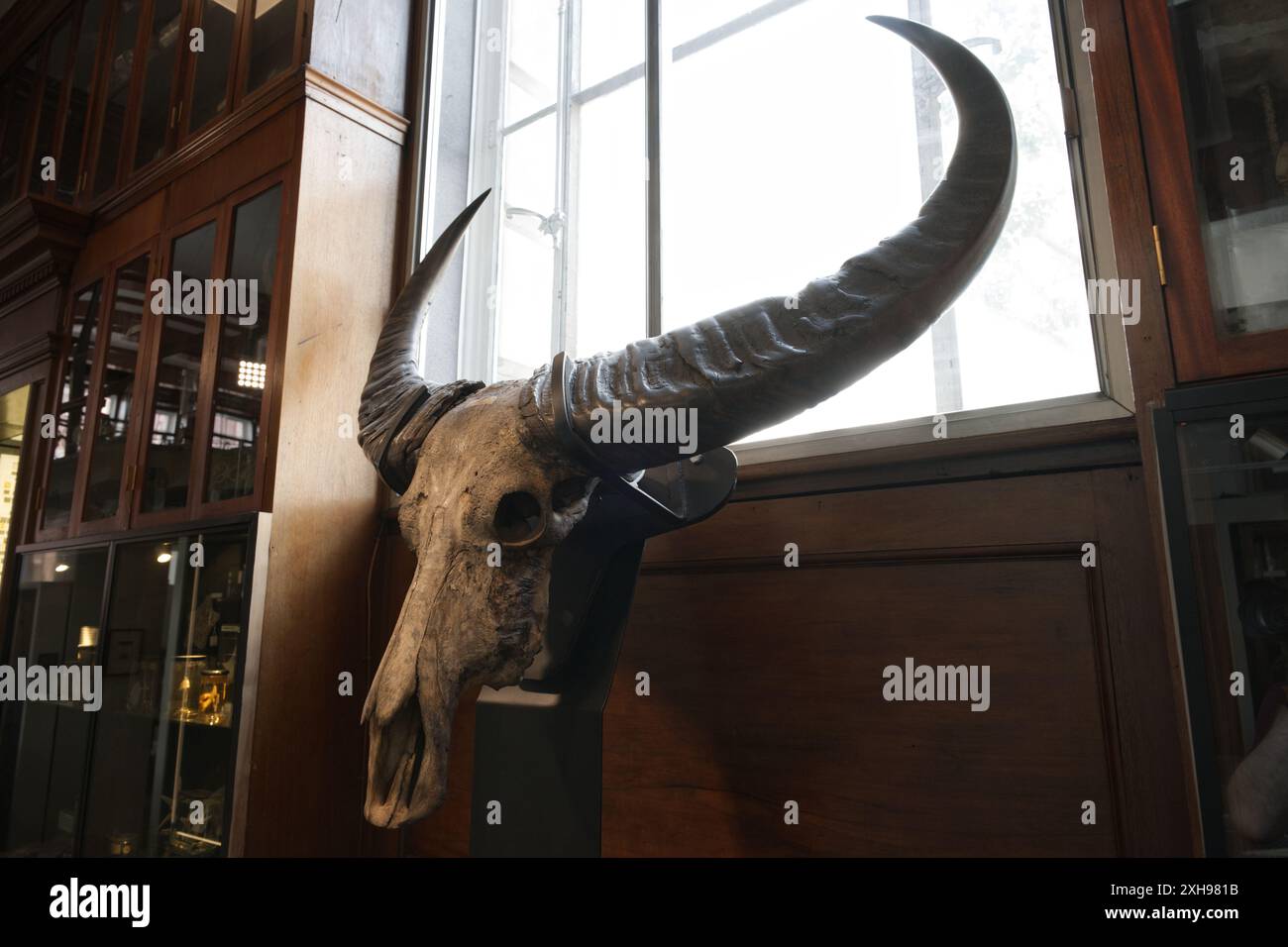Wilder asiatischer Wasserbüffelschädel im Grant Museum of Zoology Stockfoto