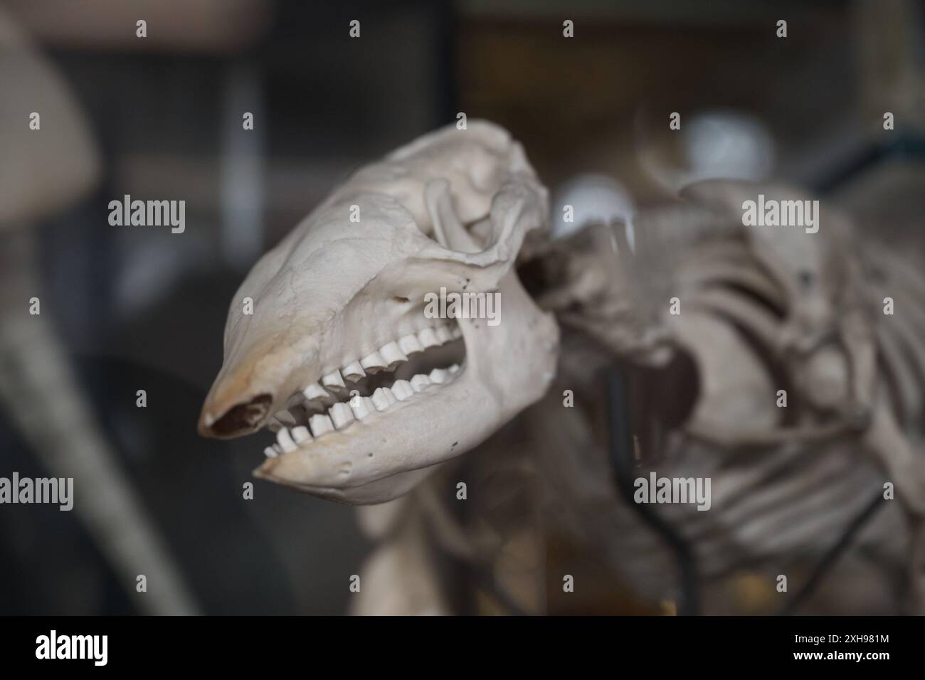 Ein Armadillo-Skelett im Grant Museum of Zoology Stockfoto