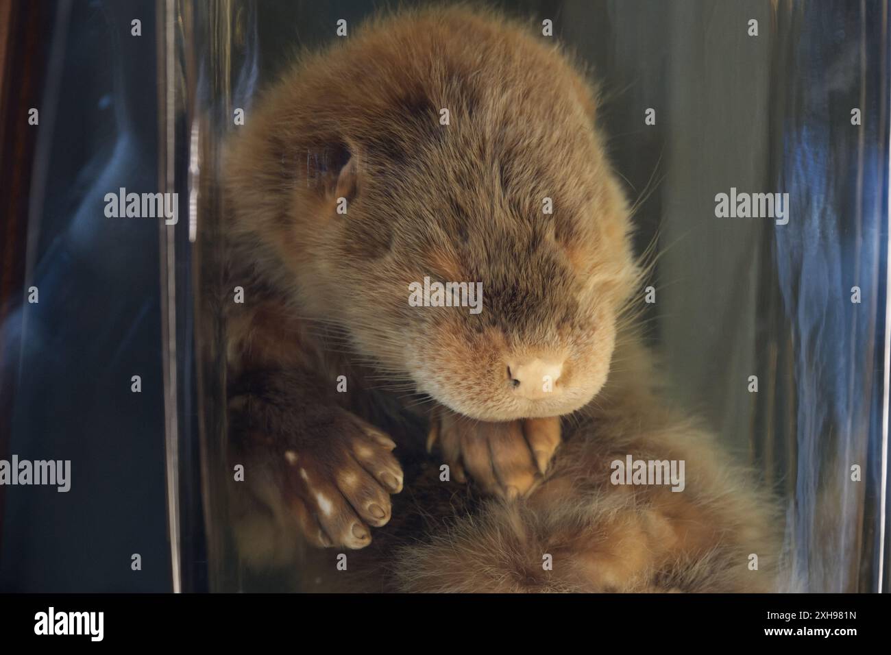 Ein erhaltener eurasischer Otter im Grant Museum of Zoology Stockfoto
