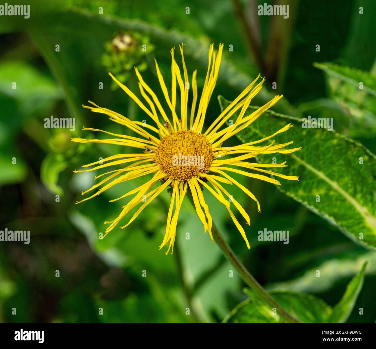 Alant, Pferd heilen oder Marchalan (Inula Helenium), Heilpflanze Stockfoto