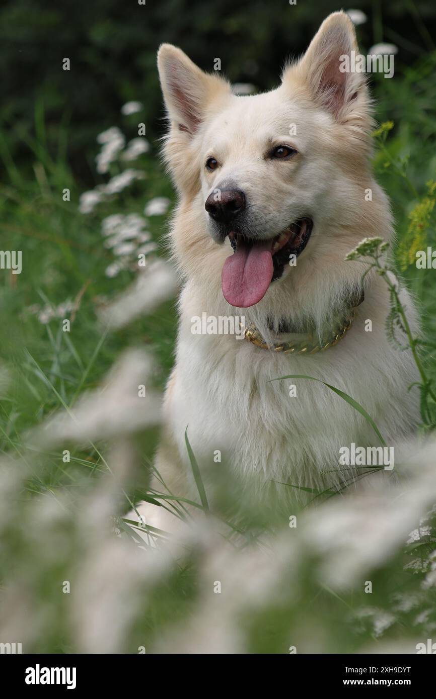 Weißer Schweizer Schäferhund und australischer Schäferhund sitzen in einem Blumenfeld, schauen nach links, Porträt Stockfoto
