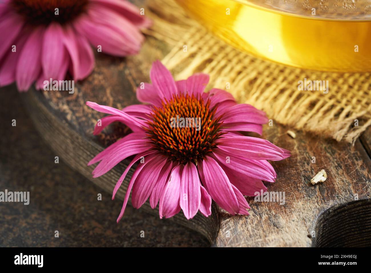 Nahaufnahme der Echinacea-Blüte mit Kräutertee im Hintergrund Stockfoto