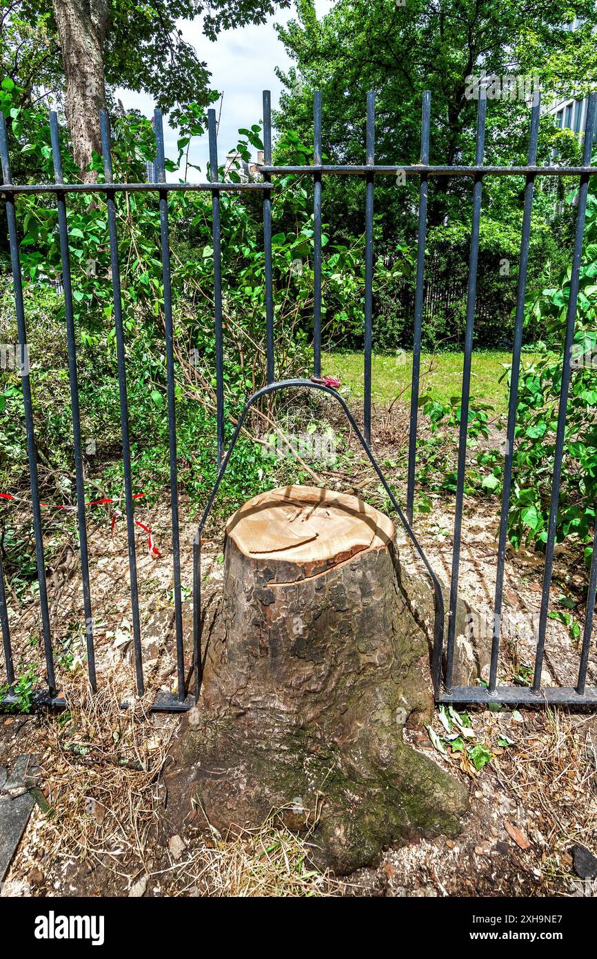 Neue Metallgeländer rund um den frisch geschnittenen Baumstumpf im Square Yves Klein, Paris 75014, Frankreich. Stockfoto