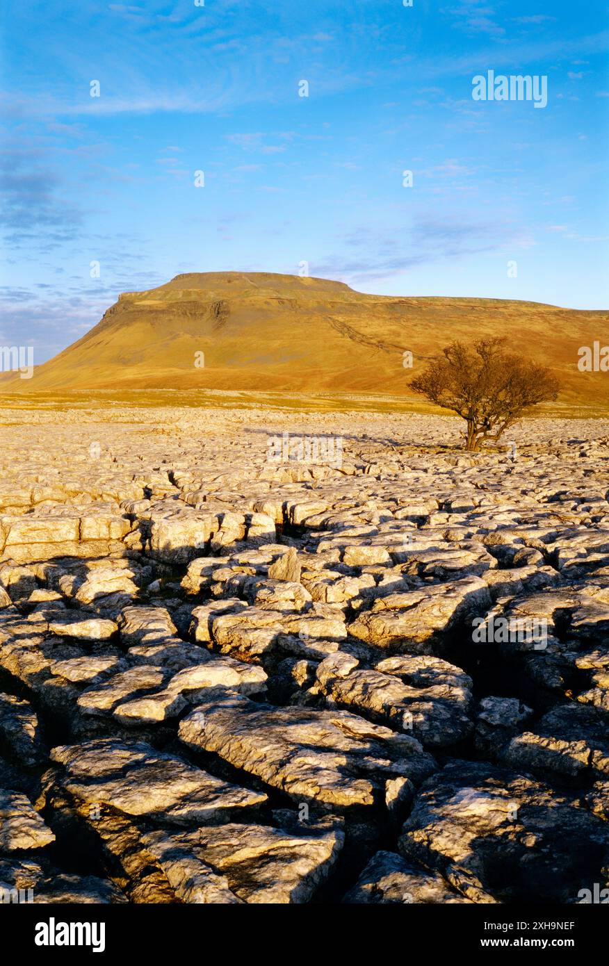 Ingleborough Hügel erhebt sich über typische Karst Landschaft Kalkstein Pflaster in der Nähe von Ingleton in Yorkshire Dales National Park, England Stockfoto