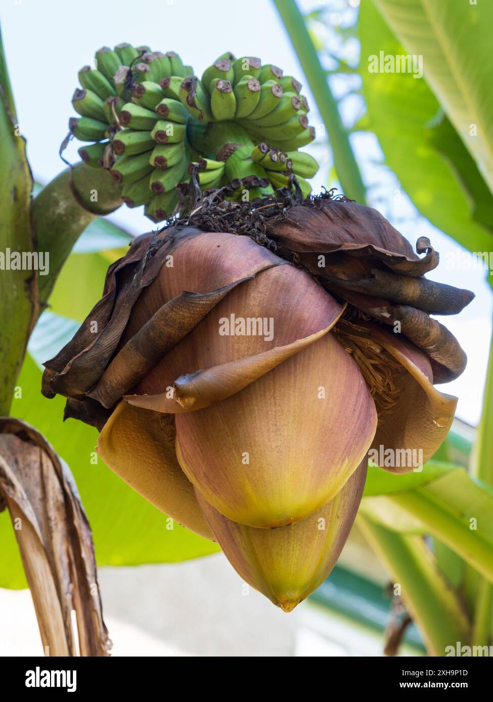 Blütenstiel der japanischen Banane mit überlappenden Deckblättern, die die Blüten und Früchte verbergen Stockfoto