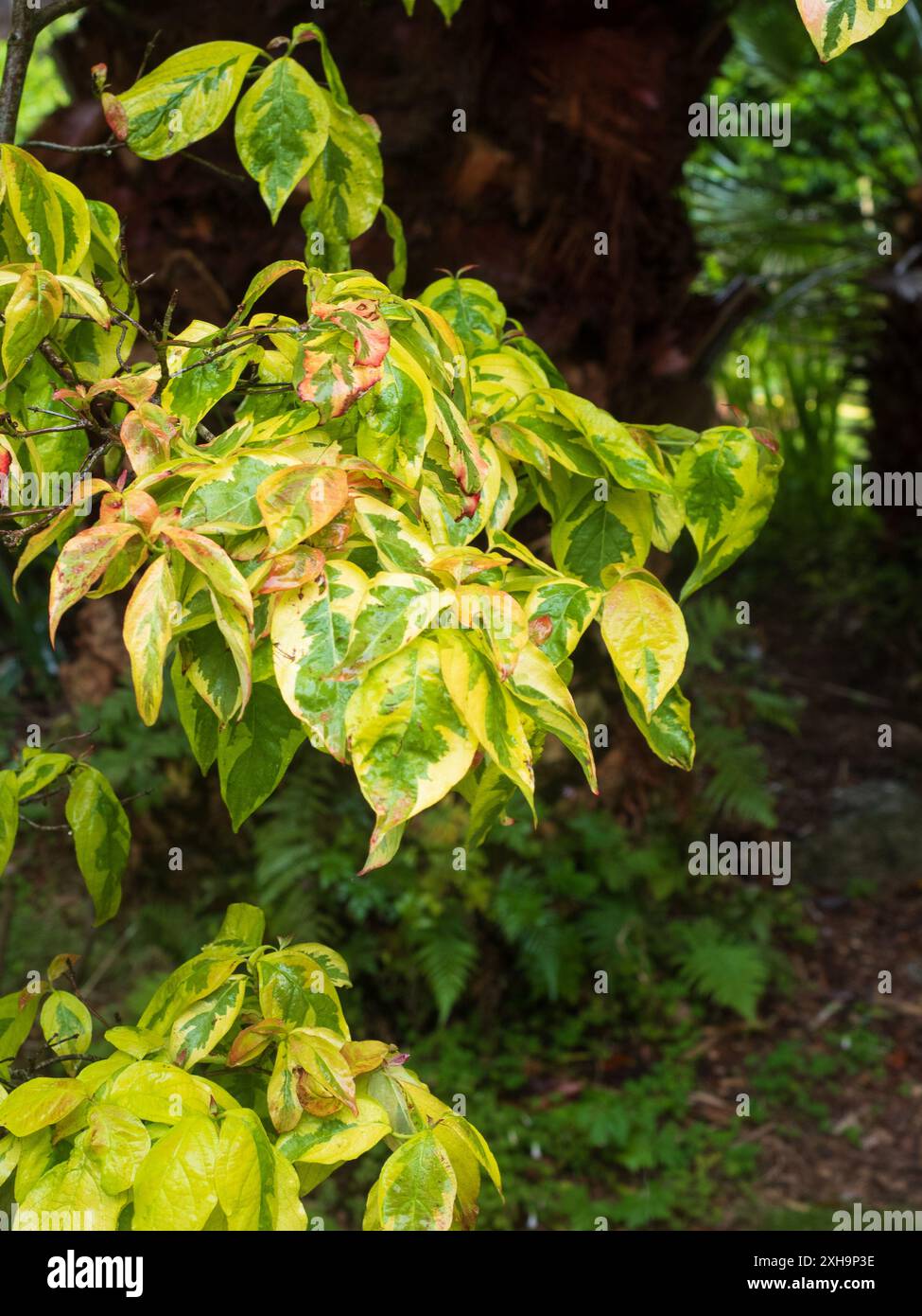 Helle Sommervielfalt des hart blühenden Hartholzbaums Cornus Florida „Cherokee Sunset“ Stockfoto