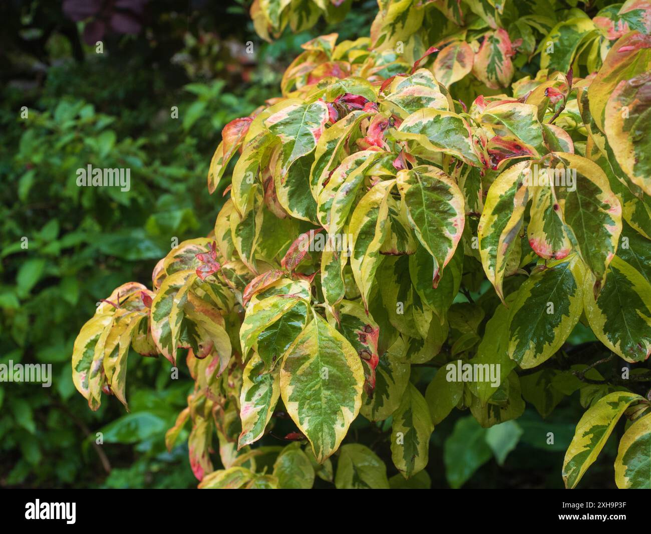 Helle Sommervielfalt des hart blühenden Hartholzbaums Cornus Florida „Cherokee Sunset“ Stockfoto