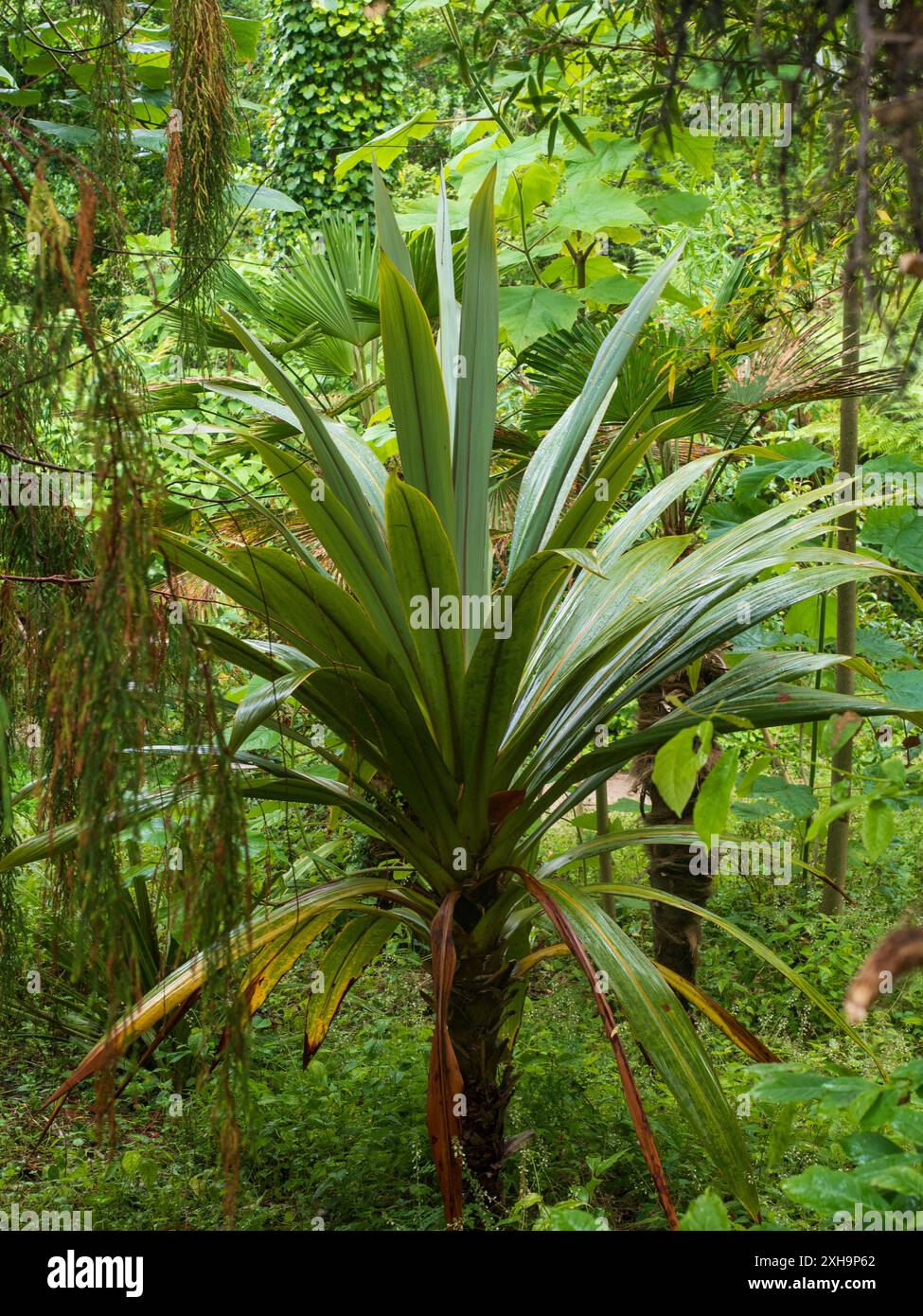 Breites, glauköses Laub des halbharten Bergkohls, Cordyline indivisa, in einem schattigen Wald Stockfoto