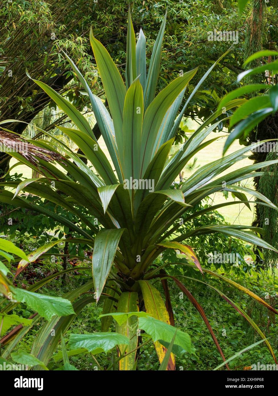 Breites, glauköses Laub des halbharten Bergkohls, Cordyline indivisa, in einem schattigen Wald Stockfoto
