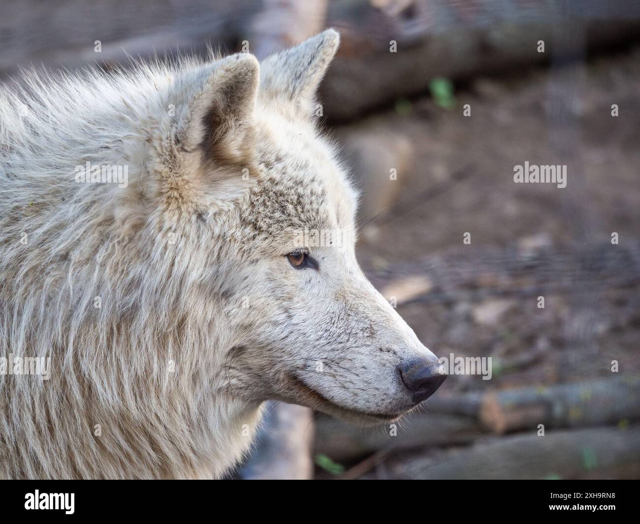 Ein grauer Wolf, der ruhig im Zoo Schönbrunn schaut Stockfoto