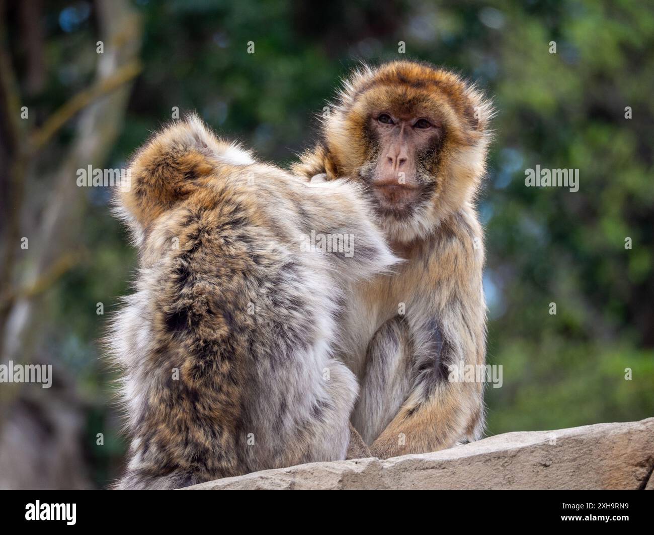 Ein Paar Berbermakaken im Zoo Schönbrunn Stockfoto