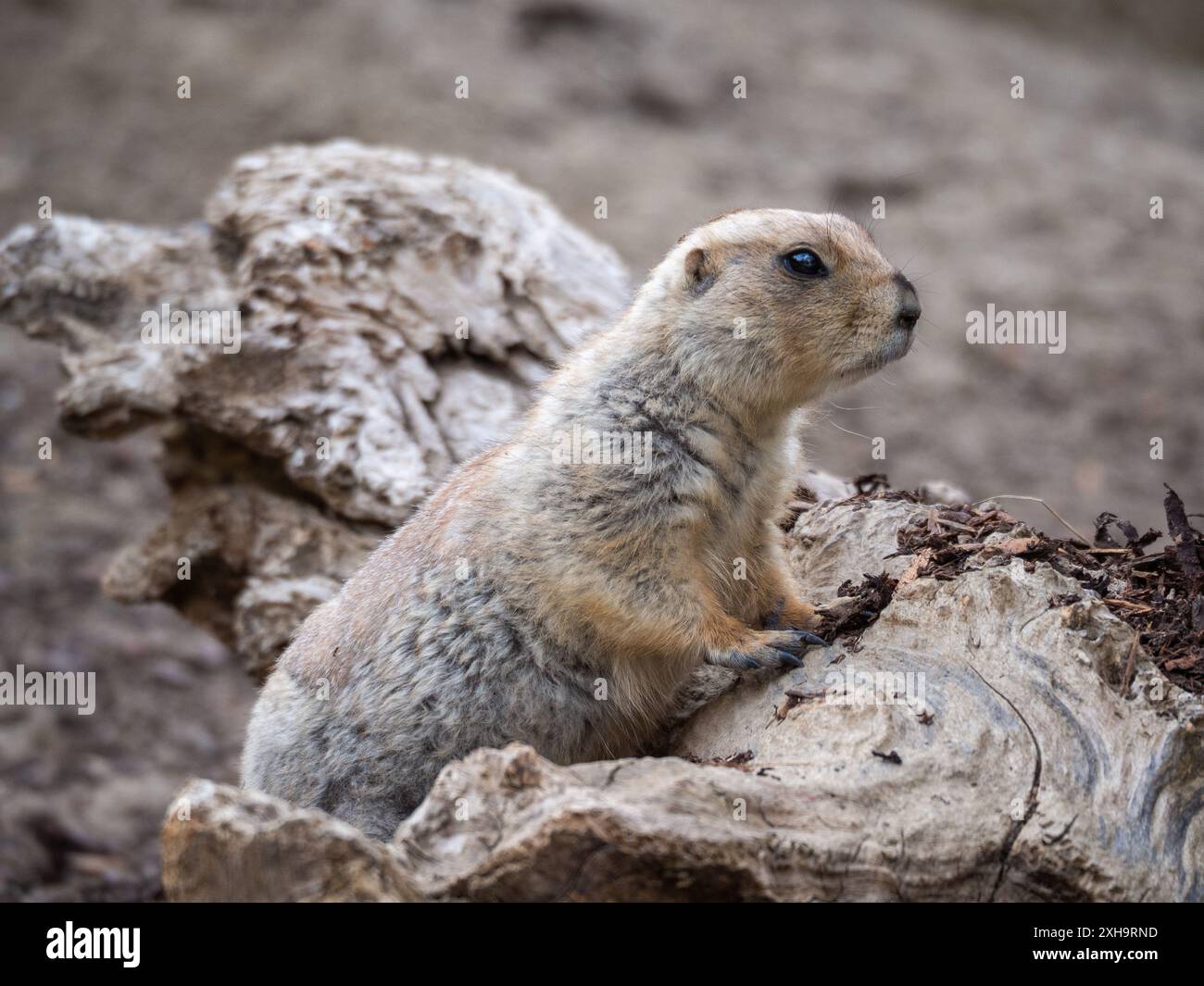 Ein Präriehund patrouilliert im Zoo Schönbrunn Stockfoto