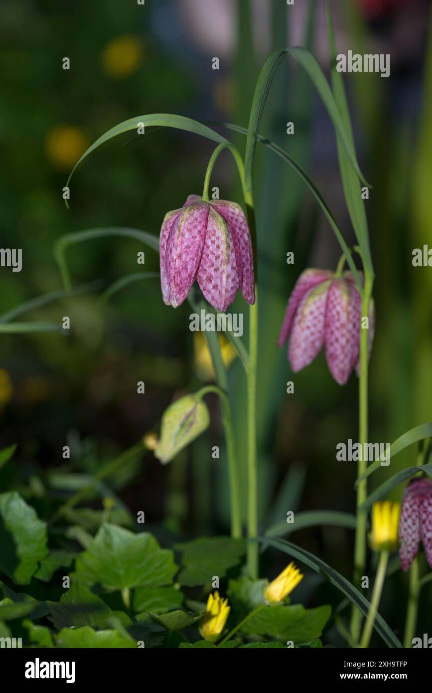 Zwei Schlangenkopf-Fritillarien (Fritillaria meleagris) blühen in einem Naturgarten Stockfoto