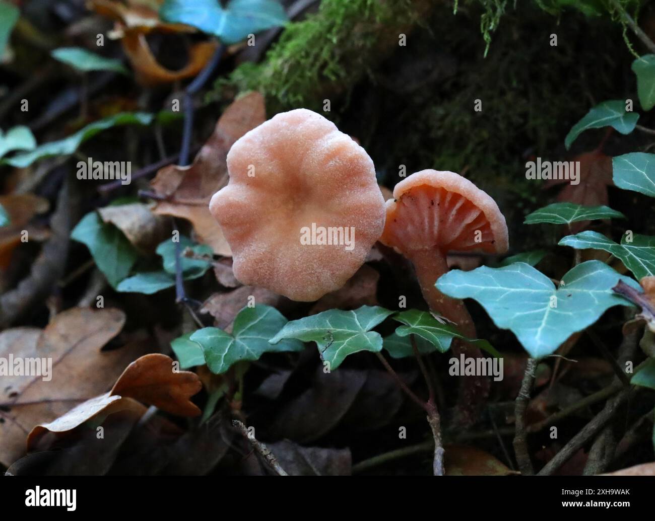 Der Täuscher, Laccaria laccata, Hydnangiaceae. Ein Waldpilz. Stockfoto