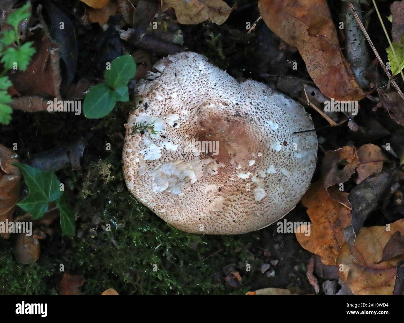 Erröten des Holzpilzes, Agaricus silvaticus, Agariaceae. Stockfoto