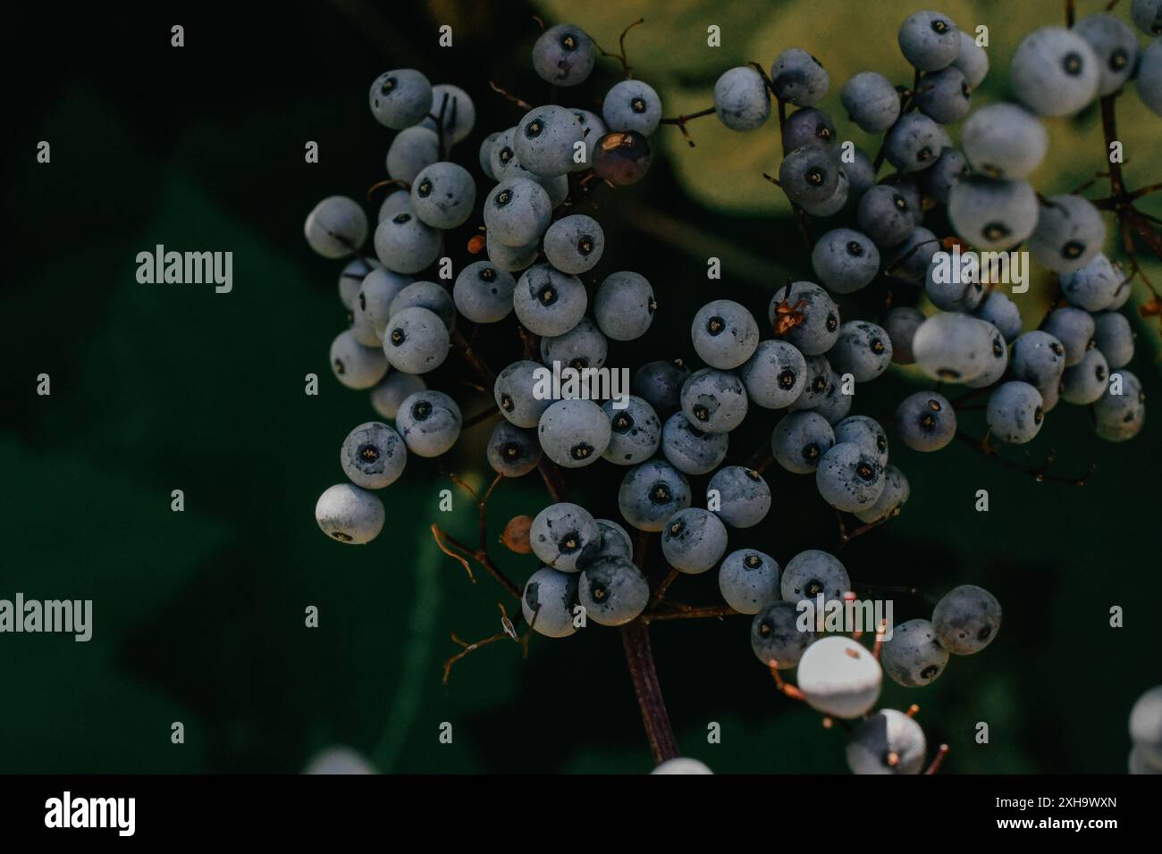 Wilde Beeren blühen im Wald Stockfoto