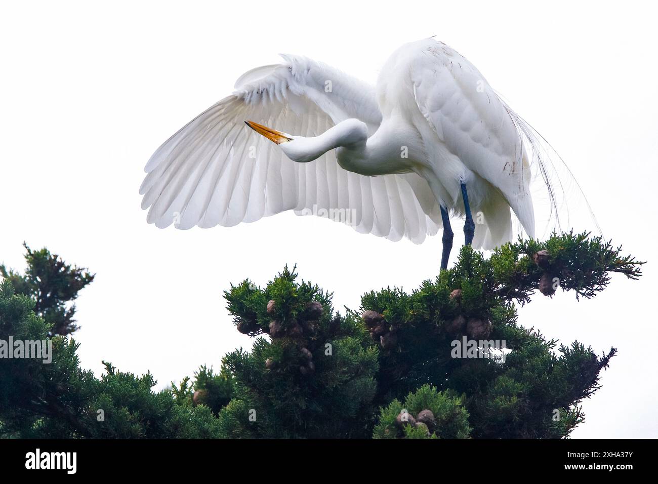 Ardea alba, ein großer Reiher, der seine großen Flügel auf einer Zypresse ragt, Monterey Bay National Marine Sanctuary, Monterey Bay, Kalifornien, USA Stockfoto