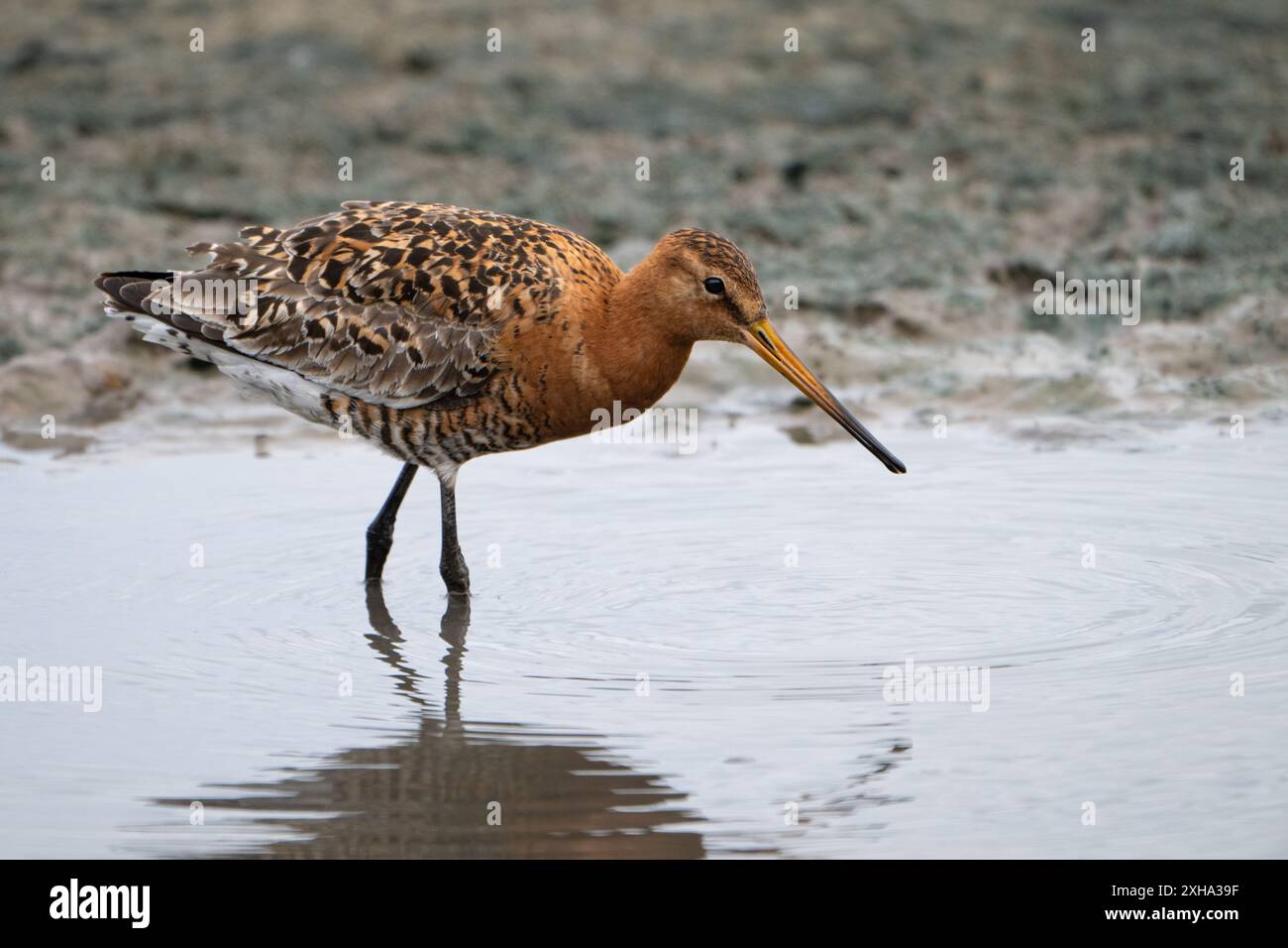 Schwarzschwanzgodwit, Limosa limosa, Waten und Füttern, Gloucestershire, Großbritannien Stockfoto