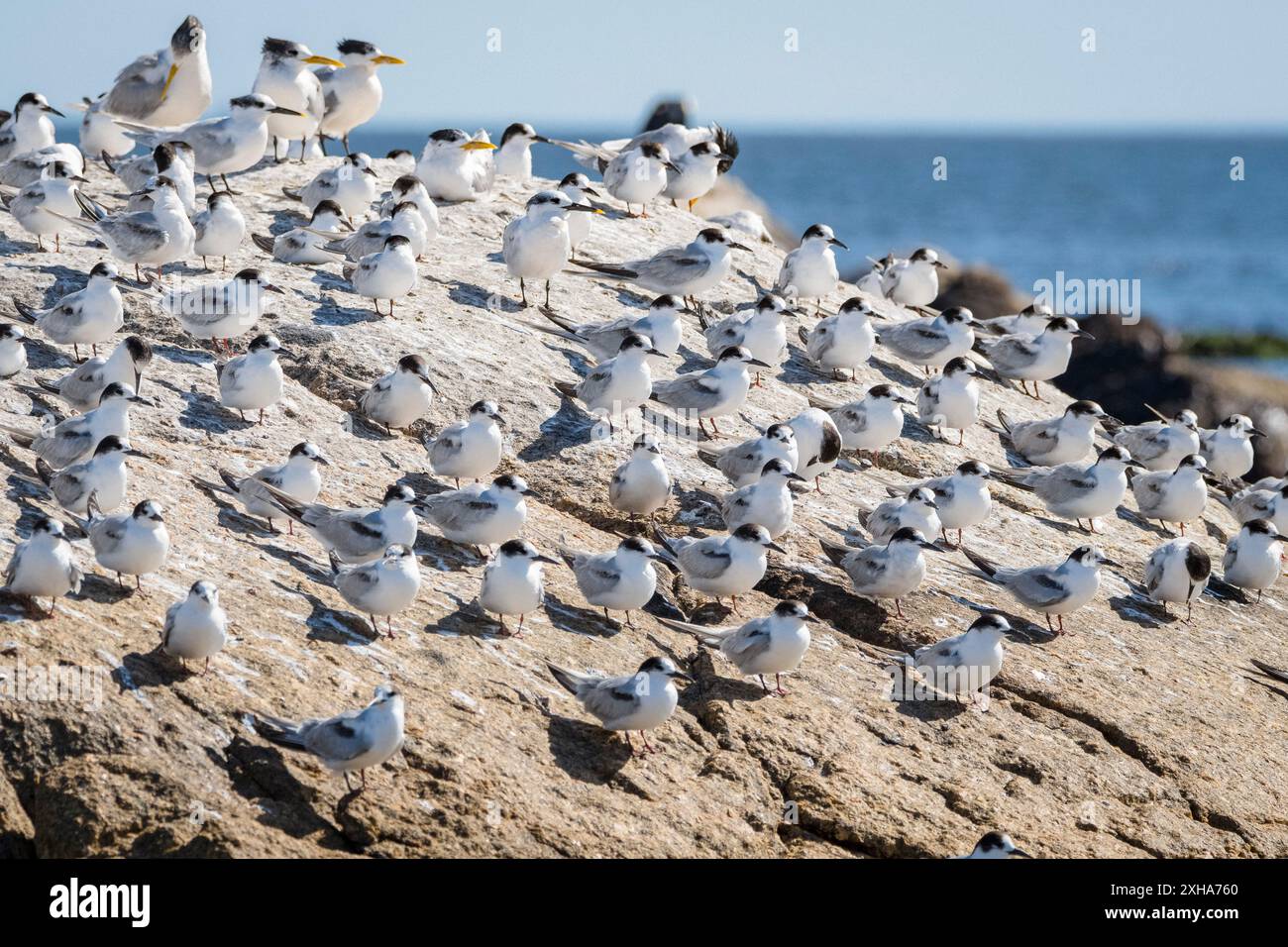 Seeschwalbe, Sterna hirundo, Westkap, Südafrika, Afrika Stockfoto