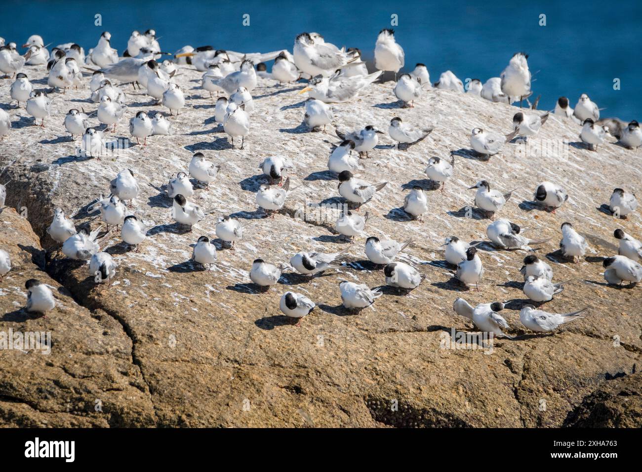 Seeschwalbe, Sterna hirundo, Westkap, Südafrika, Afrika Stockfoto