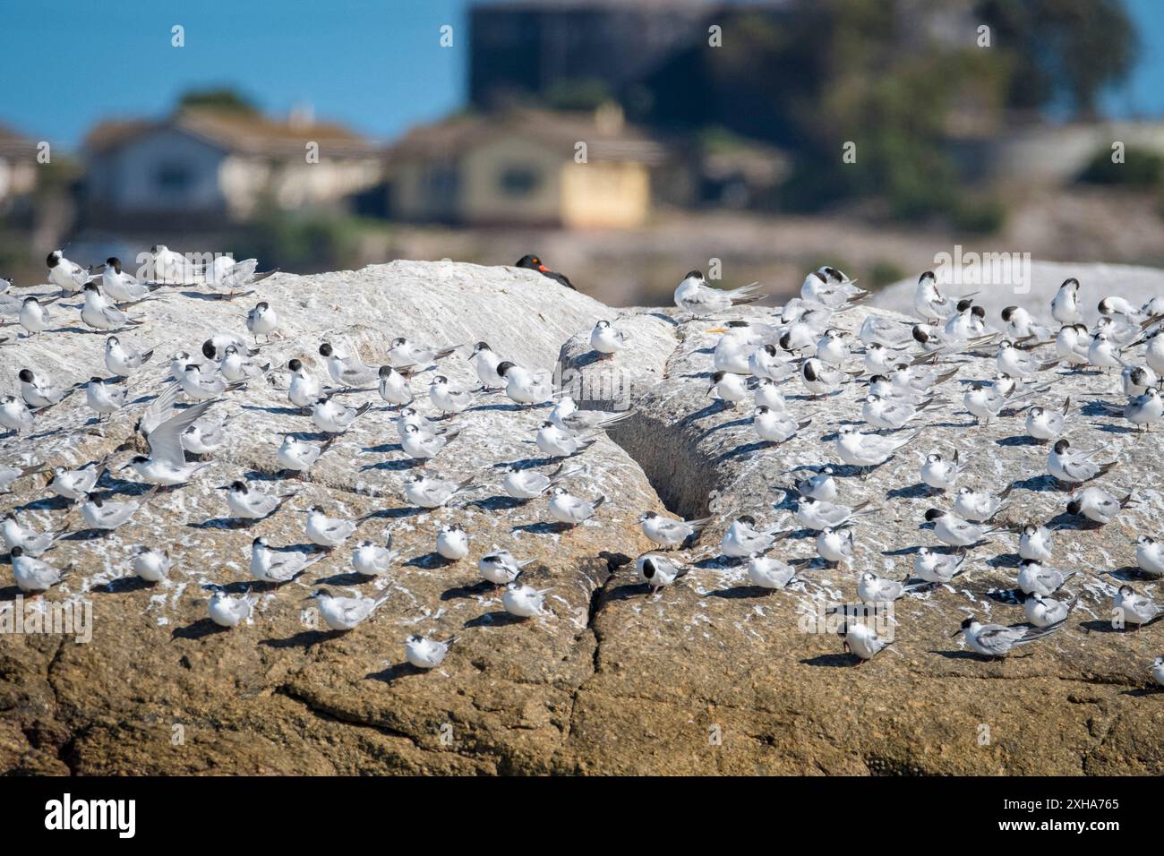 Seeschwalbe, Sterna hirundo, Westkap, Südafrika, Afrika Stockfoto