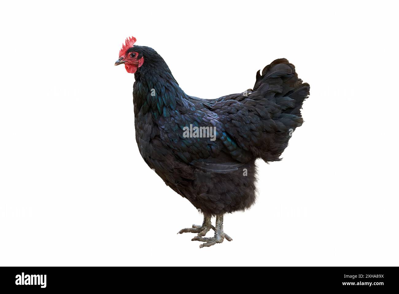 Schwarzes Hühnchen, isoliert auf weißem Hintergrund (Gallus domesticus) Stockfoto