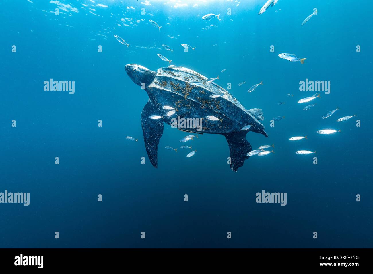 Lederschildkröte (Dermochelys coriacea), mit Barnacles (Chelonibia sp.) Auf seinen Panzern und jungen Buben, Kai-Inseln oder Kei-Inseln, Maluku Stockfoto