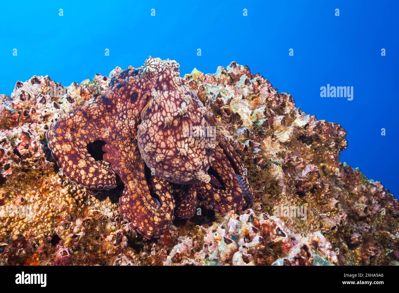 Oktopus, Octopus vulgaris, Socorro, Revillagigedo-Inseln, Mexiko, Pazifik Stockfoto