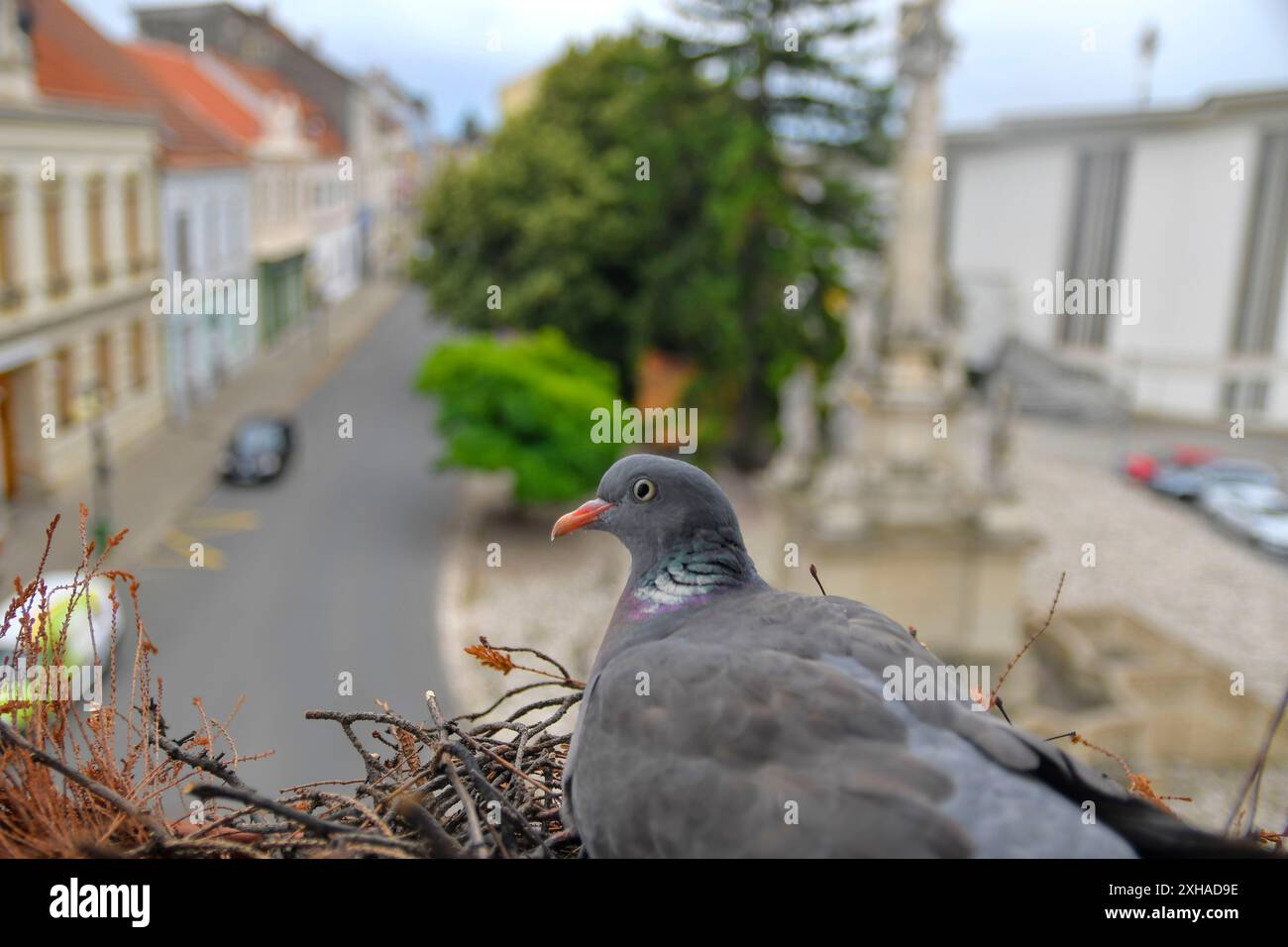 Tauben verschachteln. Ansicht einer Taube, die auf einer Fensterbank nistet. Das Leben der Raubvögel in der Stadt Stockfoto