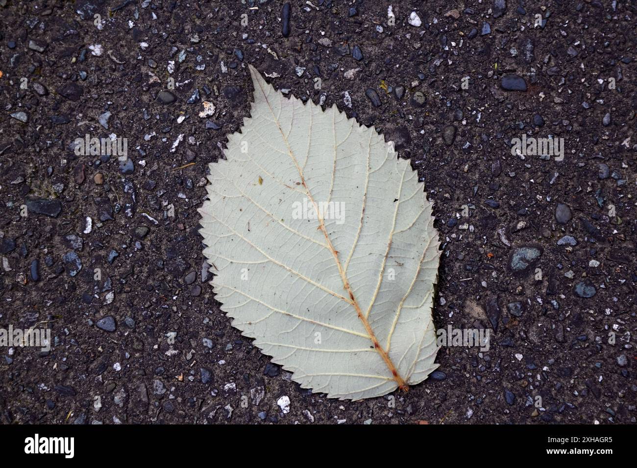 Ein einziges grünes Blatt auf dem Gehweg. Stockfoto