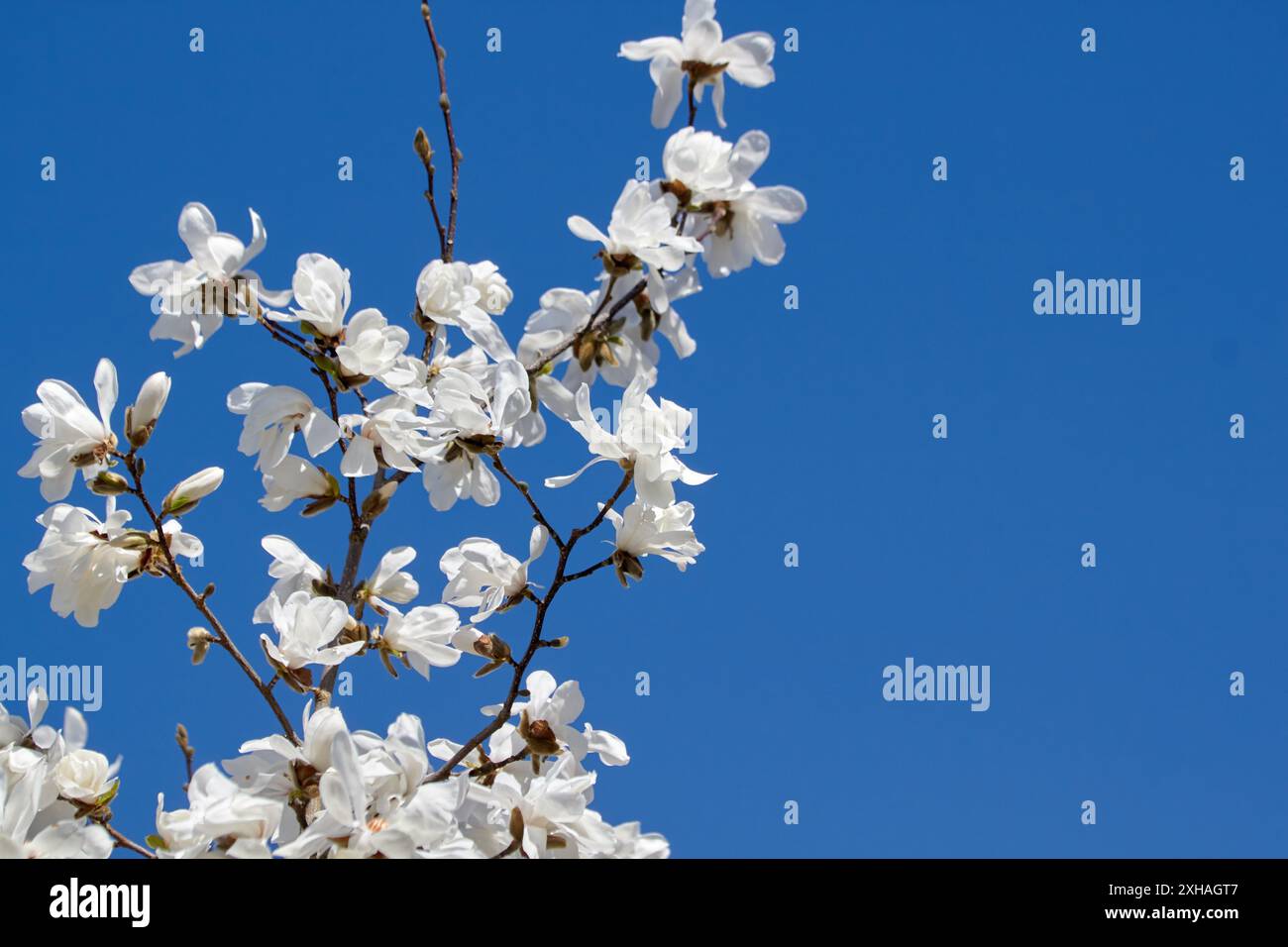 Zweige weißer Magnolienblüten vor blauem Himmel. Stockfoto