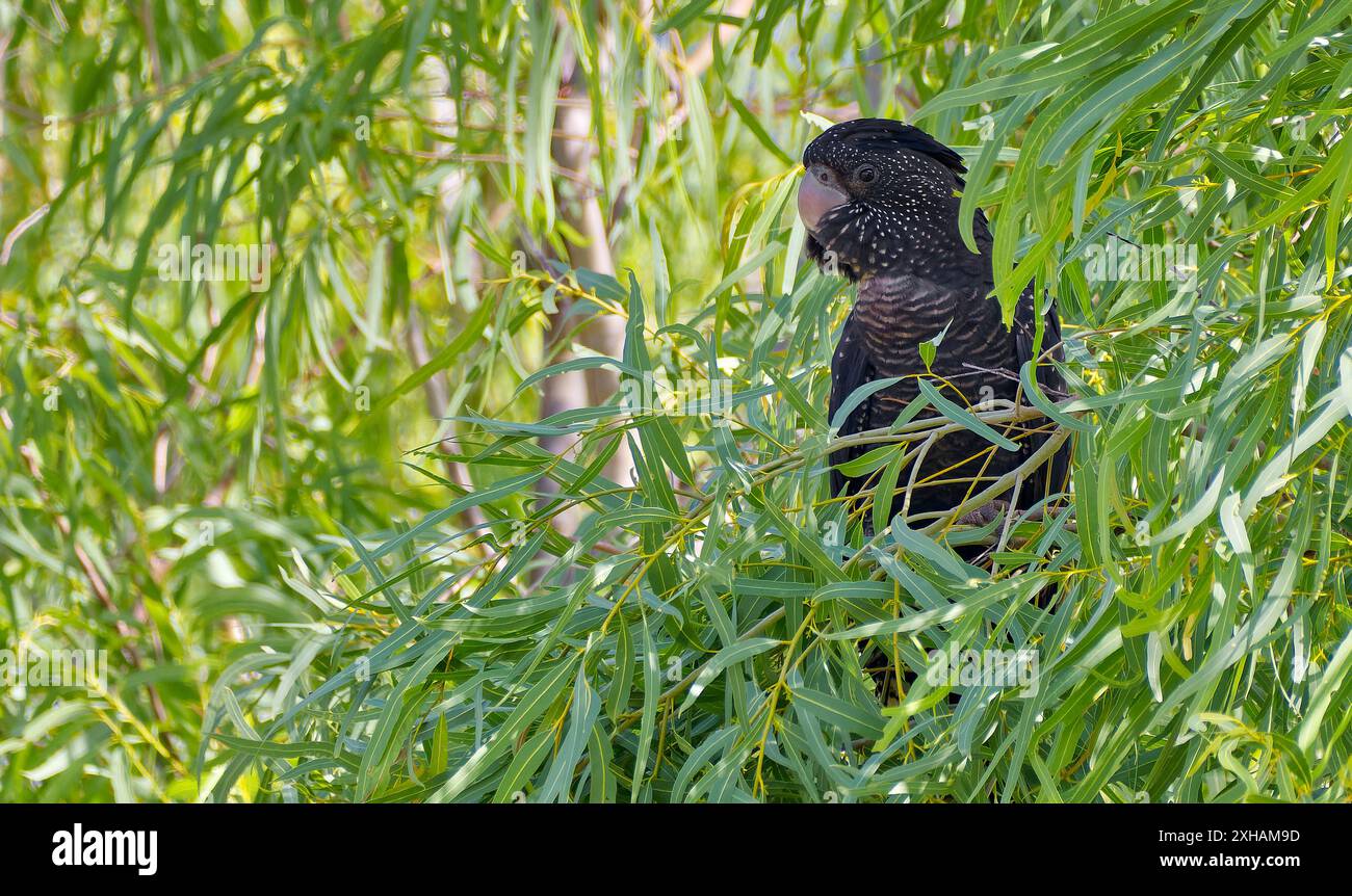 Weiblicher schwarzer Rotschwanzkakatoo (Calyptorhynchus banksii) im Schatten eines Eukalyptusbaums, Georgetown, Queensland, Australien Stockfoto