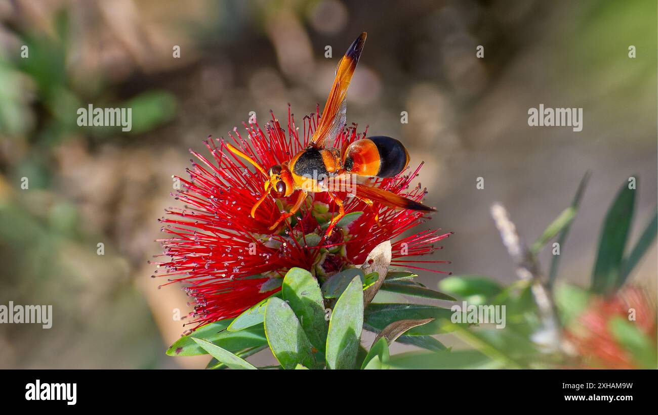 Orange Australian Hornet (Abispa ephippium) eine maurer- oder Töpferwespe ist in Australien endemisch und ernährt sich von roten Melaleuca-Blüten in Queensland, Australien Stockfoto