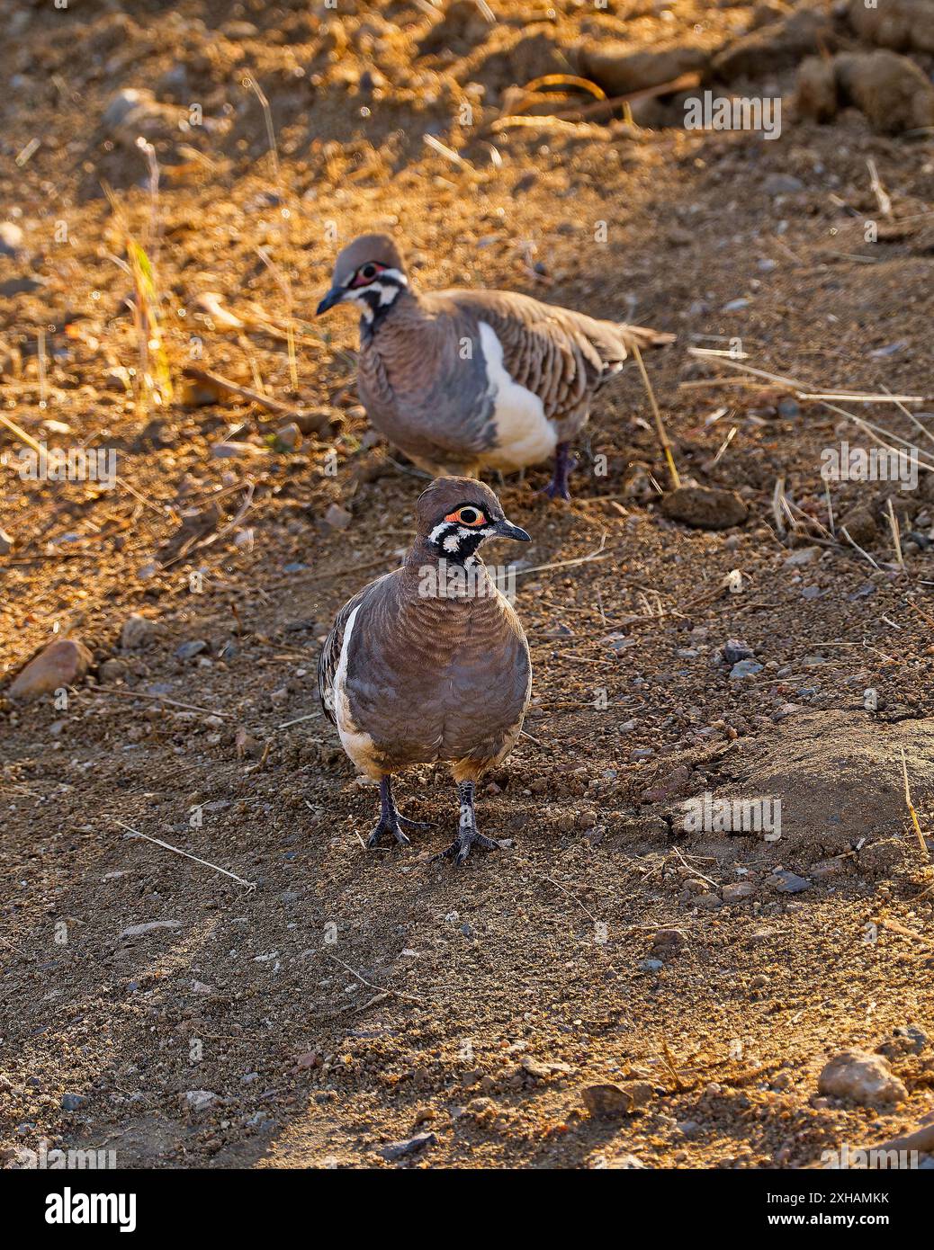 Ein Paar Squatter Pigeon (Geophaps scripta) im Schatten am späten Nachmittag Light Dirt Dust Road Grassland, Georgetown, Queensland, Australien Stockfoto