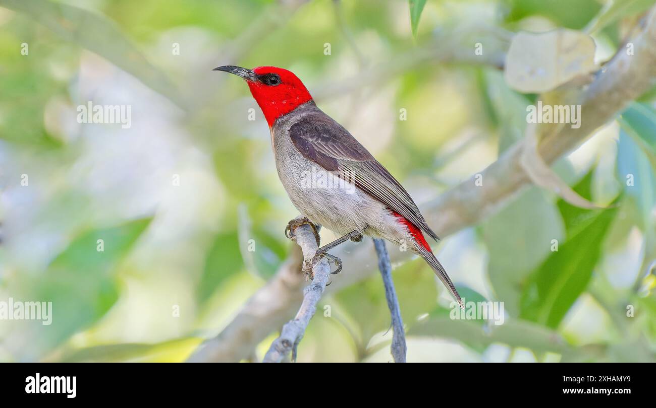 Rothaarige Myzomela-Honeyeater (Myzomela erythrocephala), die auf einem Zweig im grünen Mangrovenwald in Karumba, Queensland, Australien, thront Stockfoto