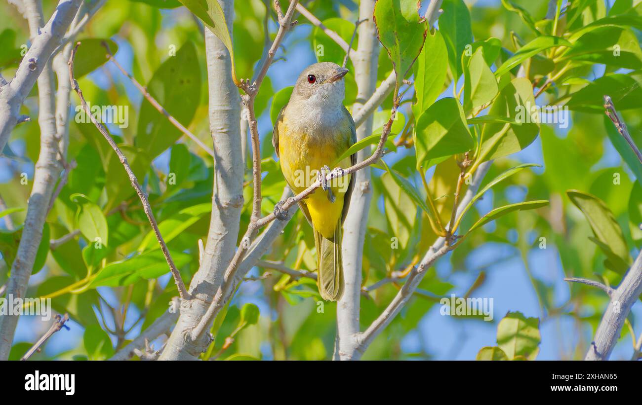 Ein weiblicher Mangrovenvogel (Pachycephala melanura), der in der Sonne in grünen Mangrovenwäldern thront, Burketown, Queensland, Australien Stockfoto